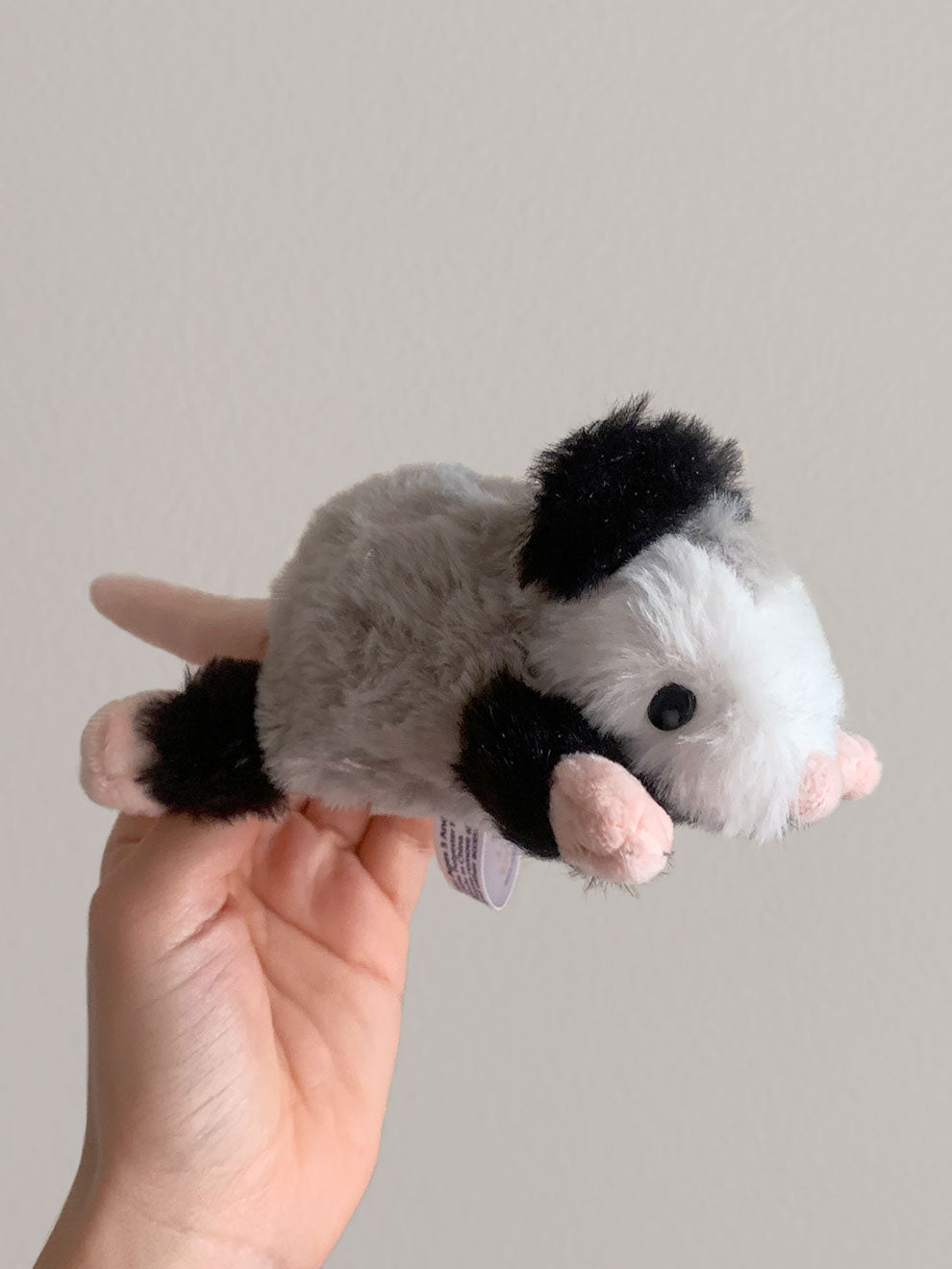 Forgotten Peter the Opossum