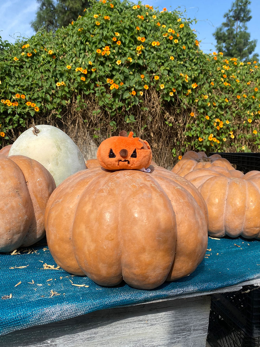 Forgotten Jack-O'-Lantern