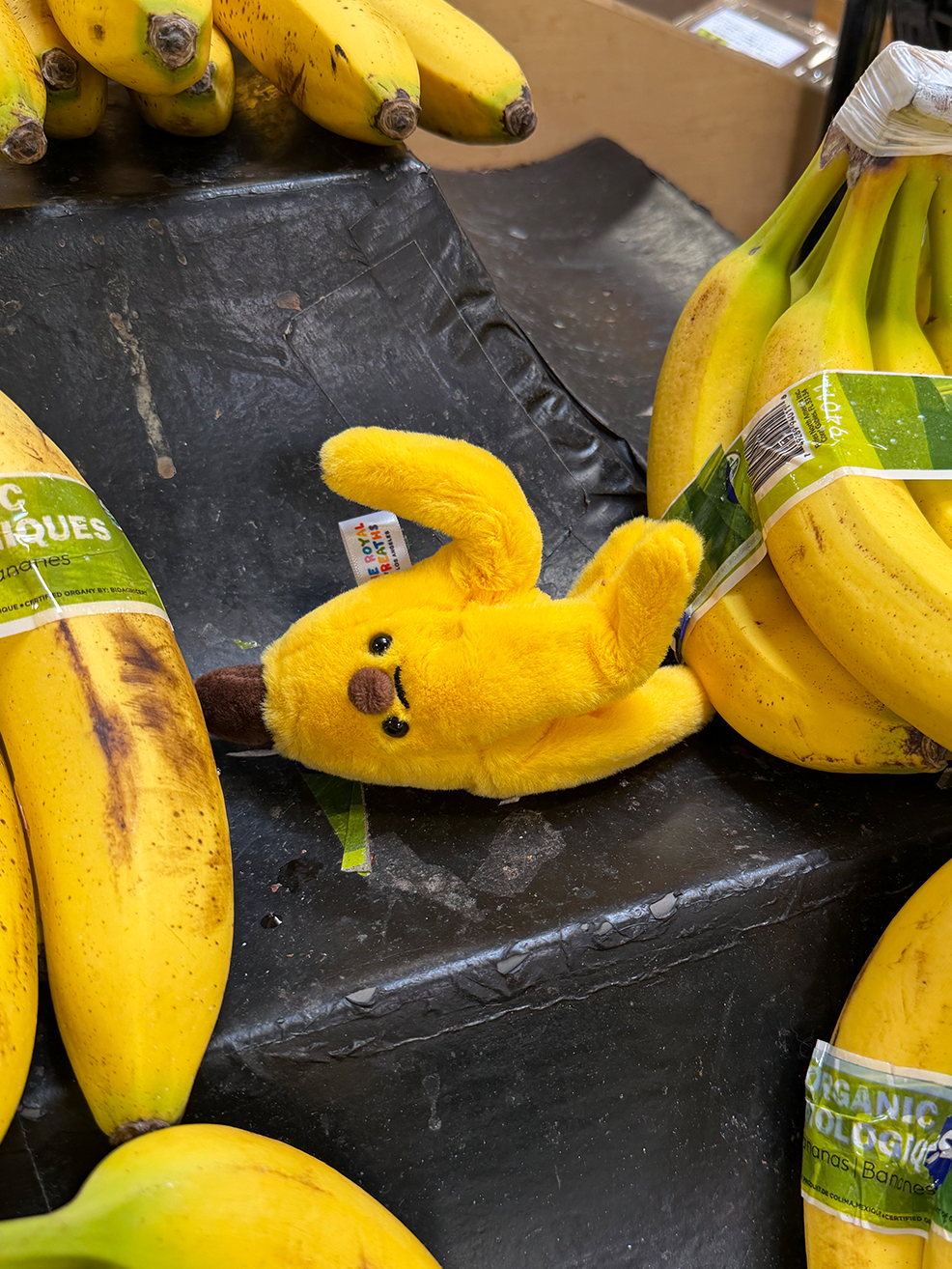 Forgotten Banana Peel