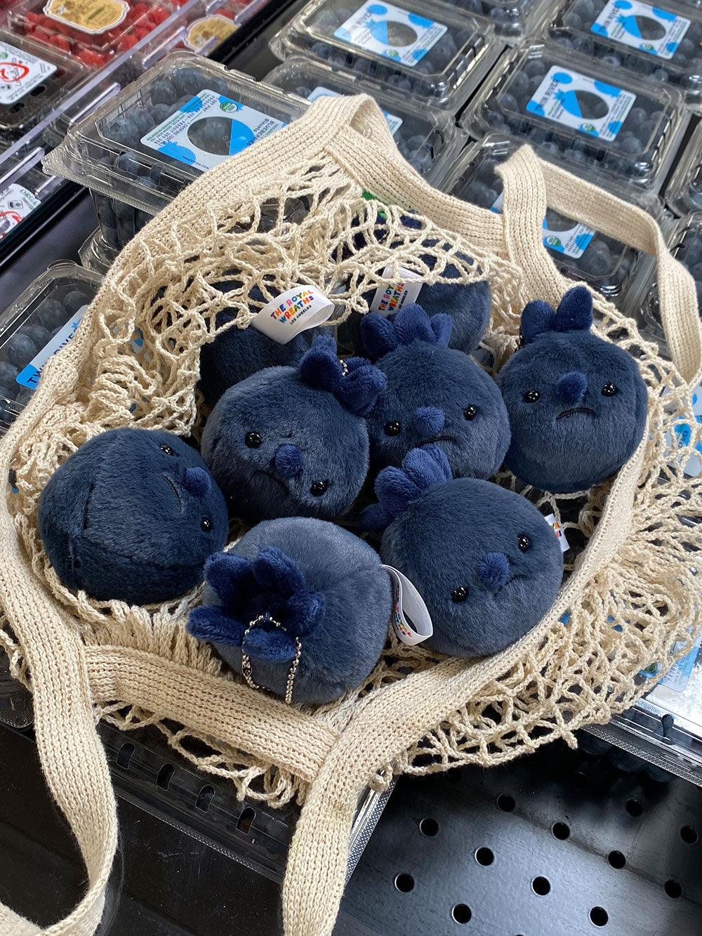 Forgotten Blueberry