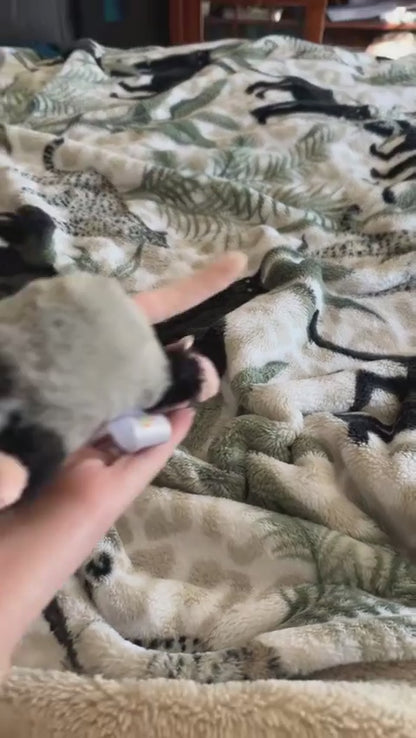 Forgotten Peter the Opossum