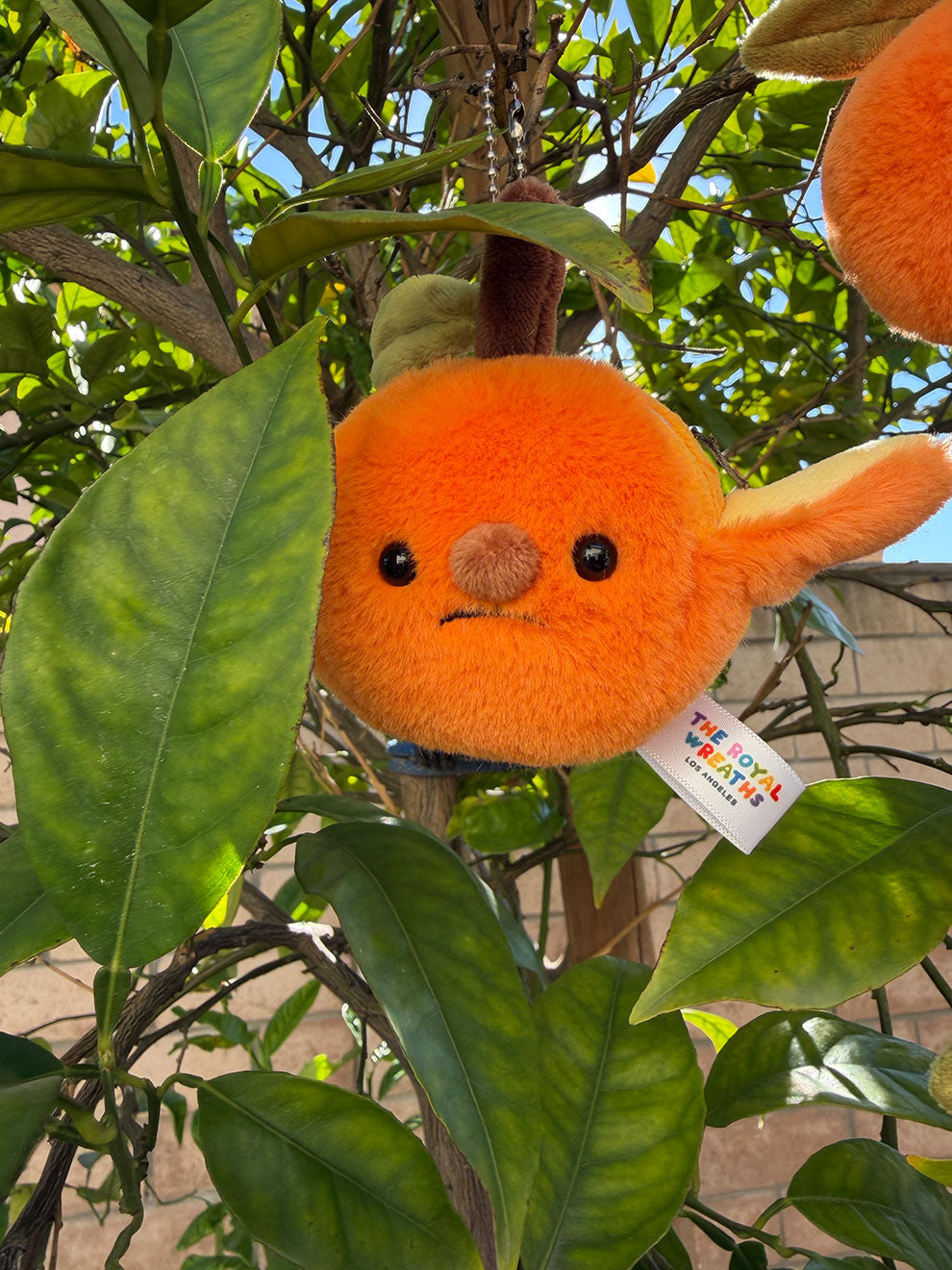 Forgotten Half-Peeled Orange