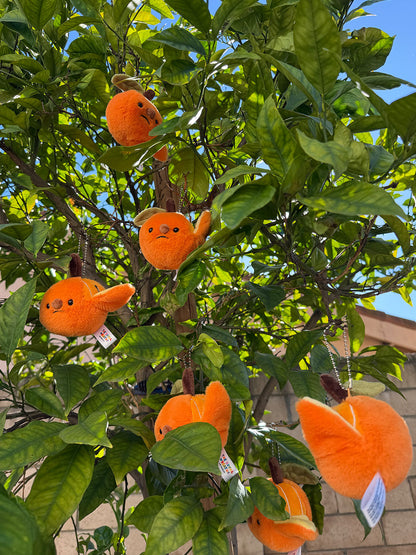 Forgotten Half-Peeled Orange